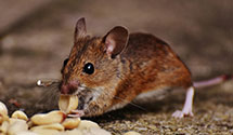 24 Hour & Emergency Exterminators in Atoka, NM